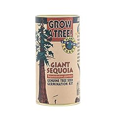 Giant sequoia tree for sale  Delivered anywhere in USA 