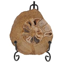 Gatuida fossile ammonite usato  Spedito ovunque in Italia 