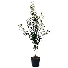Birnenbaum gräfin paris gebraucht kaufen  Wird an jeden Ort in Deutschland