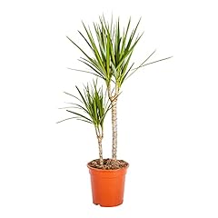 Bonplants dracena marginata usato  Spedito ovunque in Italia 