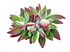 Live succulent cuttings for sale  Delivered anywhere in USA 