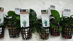 Anubias nana mini for sale  Delivered anywhere in Ireland