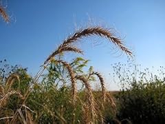 500 canadian rye for sale  Delivered anywhere in USA 
