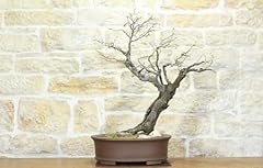 Bonsai carpino nero usato  Spedito ovunque in Italia 
