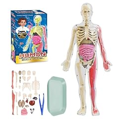 Wdkxcn human body for sale  Delivered anywhere in UK