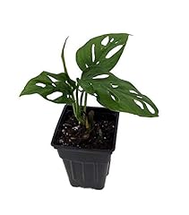 Swiss cheese plant for sale  Delivered anywhere in USA 
