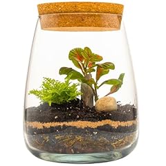 Diy terrarium kit for sale  Delivered anywhere in UK