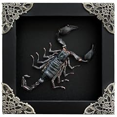 Real scorpion black for sale  Delivered anywhere in USA 