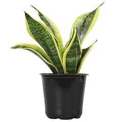 Altman plants live for sale  Delivered anywhere in USA 