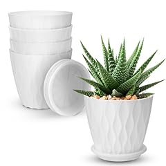 Ynnico inch plant for sale  Delivered anywhere in USA 