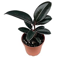 Ficus decora burgundy for sale  Delivered anywhere in USA 