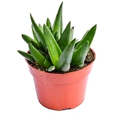 Live aloe succulent for sale  Delivered anywhere in USA 