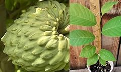 Sell rare seedling for sale  Delivered anywhere in USA 