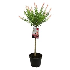 Bloomique salix integra gebraucht kaufen  Wird an jeden Ort in Deutschland