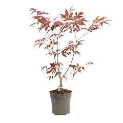 Plant box érable d'occasion  Livré partout en France