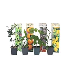 Plant box medi usato  Spedito ovunque in Italia 