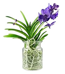 Orchidea vanda vaso usato  Spedito ovunque in Italia 