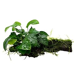 Waterplants anubias bois d'occasion  Livré partout en Belgiqu