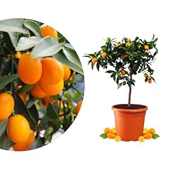 Rangerie kumquat echte gebraucht kaufen  Wird an jeden Ort in Deutschland