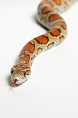 Posterazzi corn snake for sale  Delivered anywhere in USA 