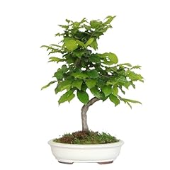 Kentis bonsai carpino usato  Spedito ovunque in Italia 