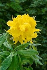 Rhododendron luteum goldstück gebraucht kaufen  Wird an jeden Ort in Deutschland