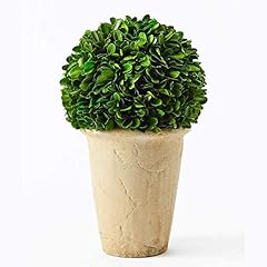 Boxwood preserved boxwood for sale  Delivered anywhere in USA 