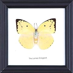 Lemon emigrant butterfly for sale  Delivered anywhere in UK