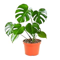 Shop succulents monstera for sale  Delivered anywhere in USA 