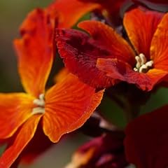 Carbeth plants bare for sale  Delivered anywhere in UK