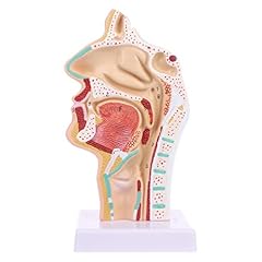 Human anatomical nasal for sale  Delivered anywhere in UK