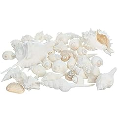 Sea shells real for sale  Delivered anywhere in USA 