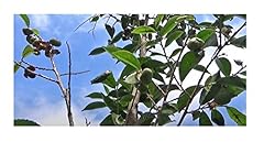 Pcs 10x camellia for sale  Delivered anywhere in UK