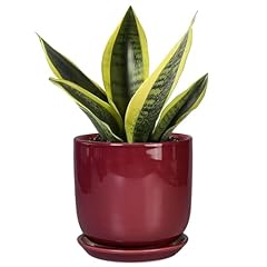 Sunpotfor ceramic plant for sale  Delivered anywhere in USA 
