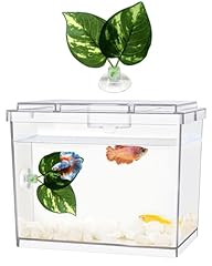 Moonorange mini betta for sale  Delivered anywhere in USA 