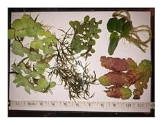 Ultimate floating plants for sale  Delivered anywhere in UK