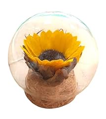 Girasol natural mini. usato  Spedito ovunque in Italia 