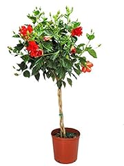 Live braided hibiscus for sale  Delivered anywhere in USA 