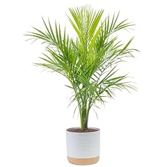 Costa farms majesty for sale  Delivered anywhere in USA 