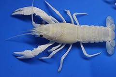 Live white procambus for sale  Delivered anywhere in USA 