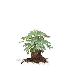 Perfect plants black for sale  Delivered anywhere in USA 