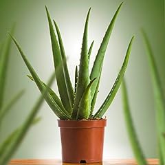Aloe vera pianta usato  Spedito ovunque in Italia 