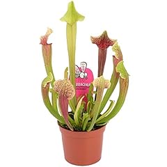 Sarracenia smoorii trumpet for sale  Delivered anywhere in UK