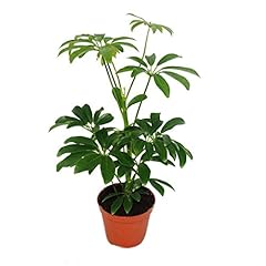 Aria rayonnement schefflera d'occasion  Livré partout en France