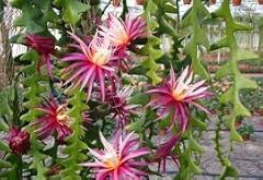 Epiphyllum orchid cactus for sale  Delivered anywhere in USA 