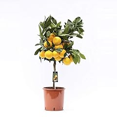 Satsuma mandarine baum gebraucht kaufen  Wird an jeden Ort in Deutschland