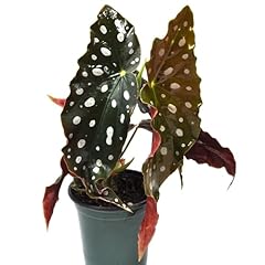 Begonia maculata wightii for sale  Delivered anywhere in USA 