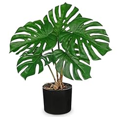 Dilatata fake plants for sale  Delivered anywhere in USA 