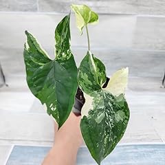 Syngonium albo variegated for sale  Delivered anywhere in USA 