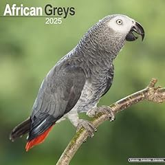 African greys 2025 for sale  Delivered anywhere in UK